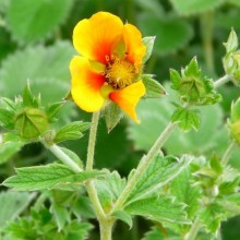 Potentilla hybr. 'Jean Jabber'