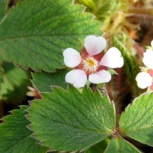 Potentilla micrantha