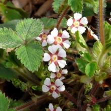 Potentilla micrantha