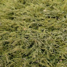 Juniperus communis 'Depressa'