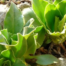 Primula auricula