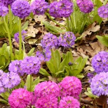 Primula denticulata