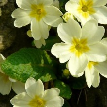 Primula vulgaris