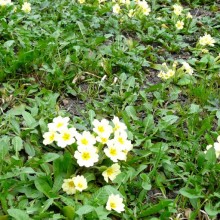 Primula vulgaris