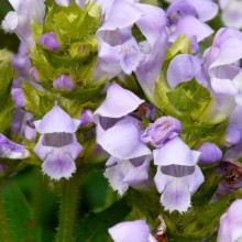 Prunella grandiflora 'Light Blue'