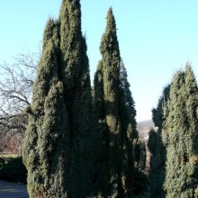 Juniperus communis 'Hibernica'