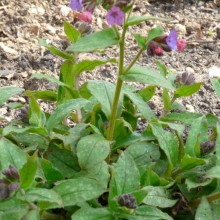 Pulmonaria officinalis