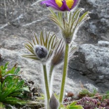 Pulsatilla pratensis bohemica