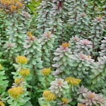 Rhodiola rosea