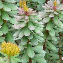 Rhodiola rosea