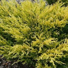 Juniperus horizontalis 'Limeglow' 