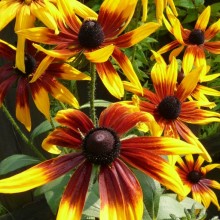 Rudbeckia