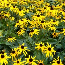 Rudbeckia fulgida Goldsturm