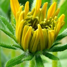 Rudbeckia hirta