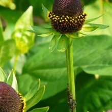 Rudbeckia occidentalis 'Green Wizard'