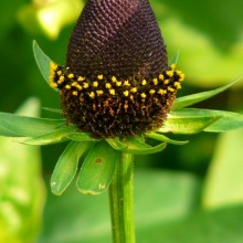 Rudbeckia occidentalis 'Green Wizard'