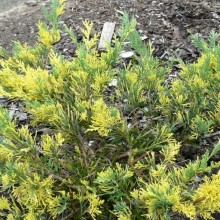 Juniperus pfitzeriana 'Blue and Gold'