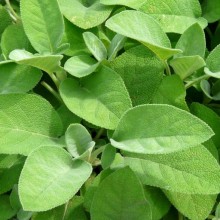 Salvia officinalis 'Albiflora'