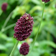 Sanguisorba officinalis