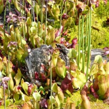 Sarracenia purpurea subsp. purpurea