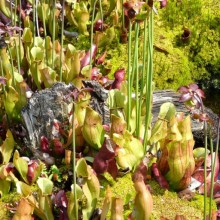 Sarracenia purpurea subsp. purpurea