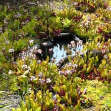 Sarracenia purpurea subsp. purpurea