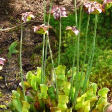 Sarracenia purpurea subsp. purpurea