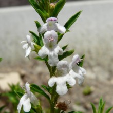 Satureja montana