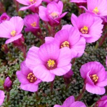 Saxifraga dinnikii 'Columnaris'