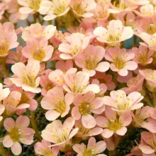 Saxifraga hybr. 'Emil Holub'