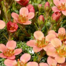 Saxifraga hybr. 'Jan Palach'