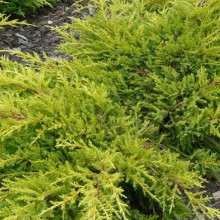 Juniperus pfitzeriana 'Goldkissen'