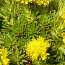 Saxifraga juniperifolia 'Brotheri'