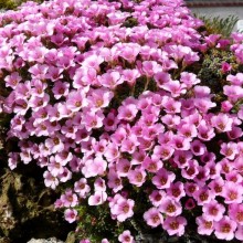 Saxifraga hybr. 'Laka'