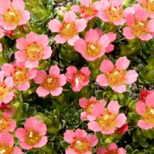 Saxifraga hybr. 'Leonardo da Vinci'