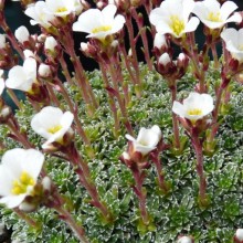 Saxifraga marginata 'Purpurea'