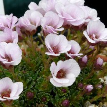 Saxifraga hybr. 'Mikuláš Koperník'