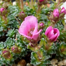 Saxifraga x anglica 'Myra'
