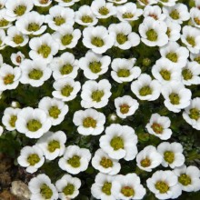 Saxifraga hybr. 'Polonaise'