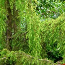 Juniperus rigida 'Pendula'