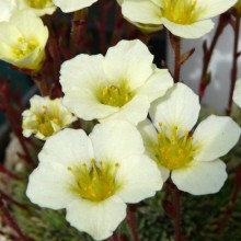 Saxifraga hybr. 'Radka'