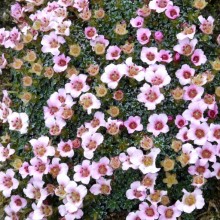 Saxifraga hybr. 'Sissi'