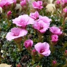 Saxifraga hybr. 'Tvůj Přítel'