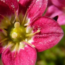 Saxifraga x arendsii