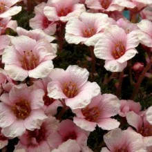 Saxifraga hybr. 'Zbraslav'