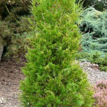 Juniperus sabina 'Jacobiniana'