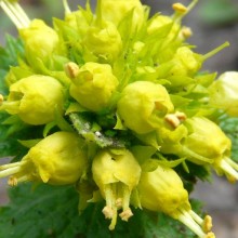 Scrophularia vernalis