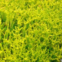 Sedum acre