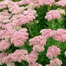 Sedum spectabile