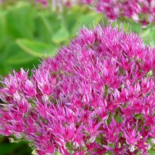Sedum spectabile 'Helmut'